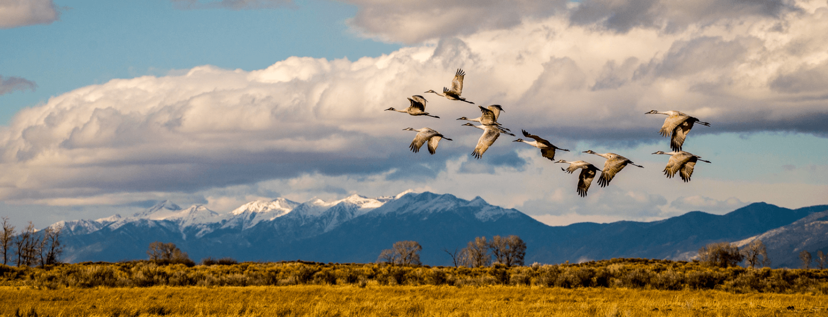 Birds flying in flock in front of mountains.